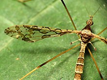 Fancy Crane Fly (14952251302).jpg