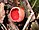 Stub icon