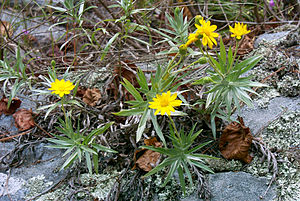 Pityopsis ruthii lg.jpg