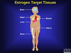 Estrogen target tissues.jpg