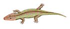 Rhinesuchus whaitsi