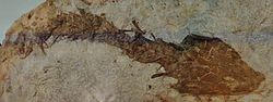 Callistomordax kugleri fossil.jpg