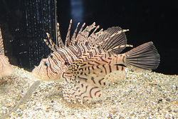 Lionfish1.jpg