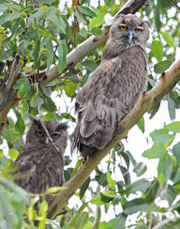 Dusky Eagle Owl.jpg