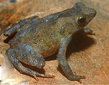 Amazophrynella bokermanni.jpg