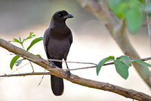 Cyanocorax cyanomelas.jpg