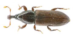 Cossonus linearis above.jpg