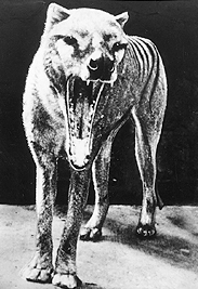 Tasmanian tiger.gif