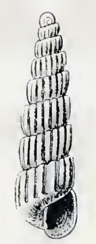 Turbonilla aepynota 001.png