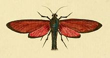 Empyreuma pugione.JPG