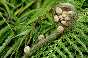 Unidentified fern, Cambridge University Botanic Garden.jpg