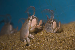 Pacific Sand Crab