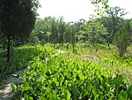 Adams lake trail.JPG