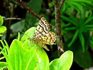 Black-banded Orange, Alfred Bog, Ontario.jpg