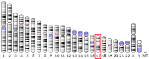 Chromosome 17 (human)