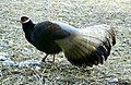 Crossoptilon mantchuricum -USA -captive-8a.jpg