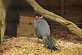 Pheasant at Sudeley Castle (5109).jpg