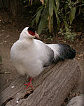 WhiteEaredPheasant.jpg