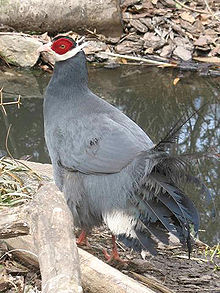Stavenn Crossoptilon auritum 00.jpg