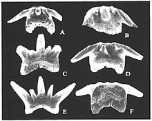 Phoebodus teeth.jpg