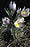 Anemonepatens.jpg
