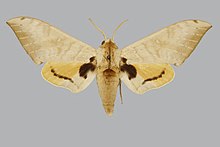 Pseudoclanis abyssinicus BMNHE822684 male up.jpg