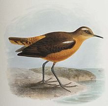 Prosobonia leucoptera.jpg