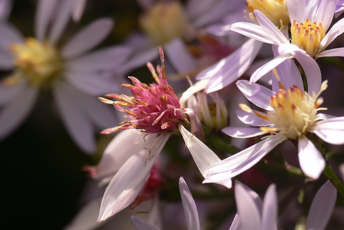 File:Aster cordifolius.jpg
