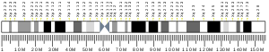X chromosome (human)