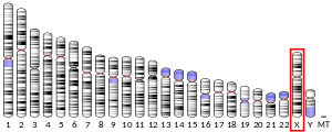 X chromosome (human)