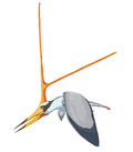 Nyctosaurus gracilis
