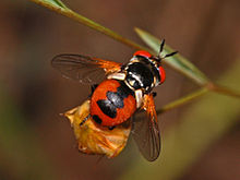 Tachinidae - Gymnosoma clavatum.JPG