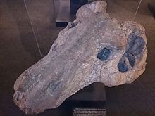 Iziko Petrified Skull of an Ancient Flesh-eater.JPG
