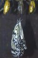 Tree Nymph Metamorphosis.jpg
