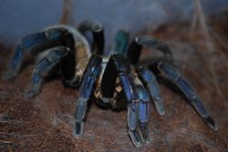 Female Haplopelma lividum.jpg