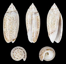 Oliva australis 01.jpg