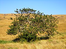 Maesa lanceolata, habitus, Louwsburg.jpg