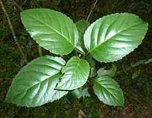 Maesa lanceolata, saailing, Krantzkloof NR.jpg