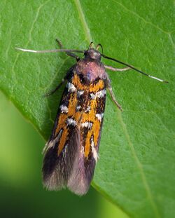 34.001 BF899 Pancalia leuwenhoekella (14179253487).jpg