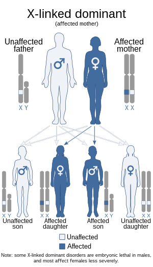 X-linked dominant (affected mother).svg
