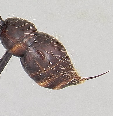 File:Bullet ant stinger.jpg