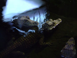 Dwarf Crocodiles6.jpg