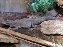 Dwarf crocodile1.jpg
