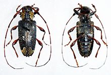Neoeutrypanius nobilis (32458687810).jpg
