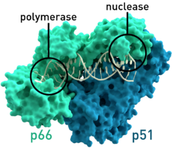 Reverse transcriptase 3KLF labels.png