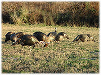Turkey bird.jpg