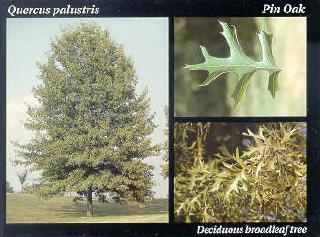 File:Pin Oak.JPG