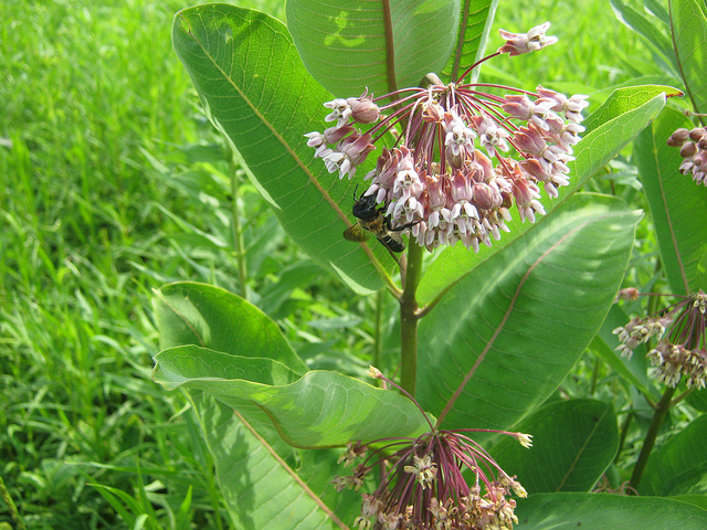 File:Milkweed leafs.jpg