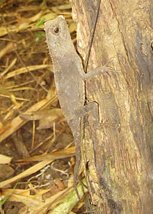 Acanthosaura coronata fem RoyBateman2011.jpg