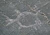 Jeffers Petroglyphs Turtle.jpg
